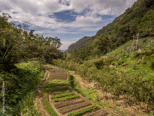 View for the tea plantation photo