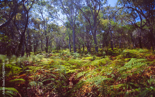 Australien  Vegetation  Farne  Pflanzen  B  ume  Tasmanien  W  lder  Wald  Naturlandschaft  Wildnis  Reisen  Tourimsus