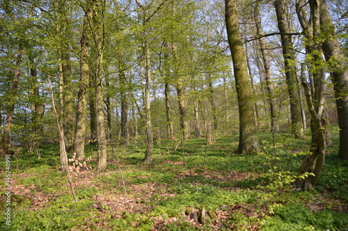 Waldspaziergang