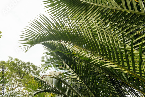 Look from below at large green branches raising to the sky