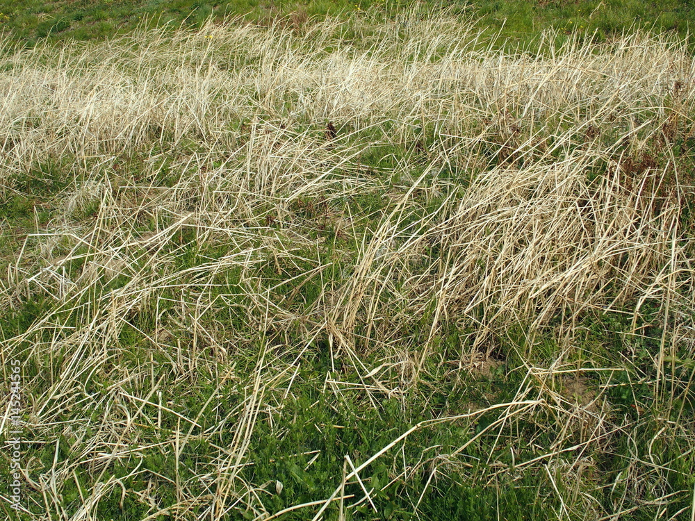 Fototapeta premium 河川敷の枯れ草