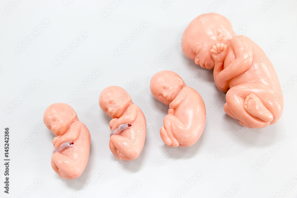 Fototapeta premium Development of Embryo model, fetus for classroom education. 