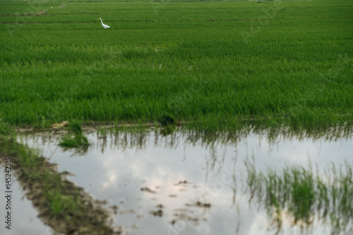 Heron walks on the green field of rice
