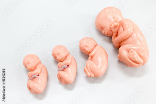 Development of Embryo model, fetus for classroom education.	 photo
