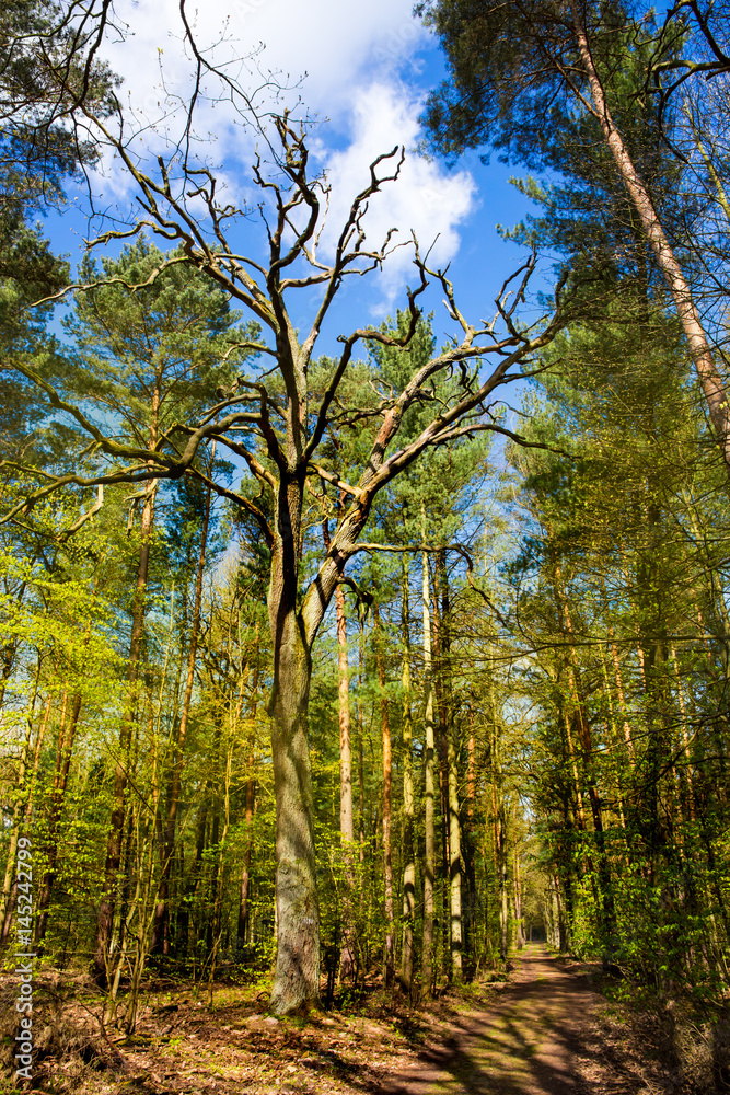 Frühling im Wald, die Bäume bekommen grüne Blätter