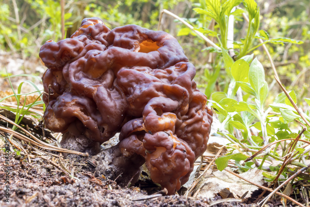 Morel - the first spring mushroom among the firs and pines . Spring forest in the middle of April. Podlasie, Poland. Morel - the first spring mushroom among the firs and pines . Spring forest in the middle of April. Podlasie, Poland.