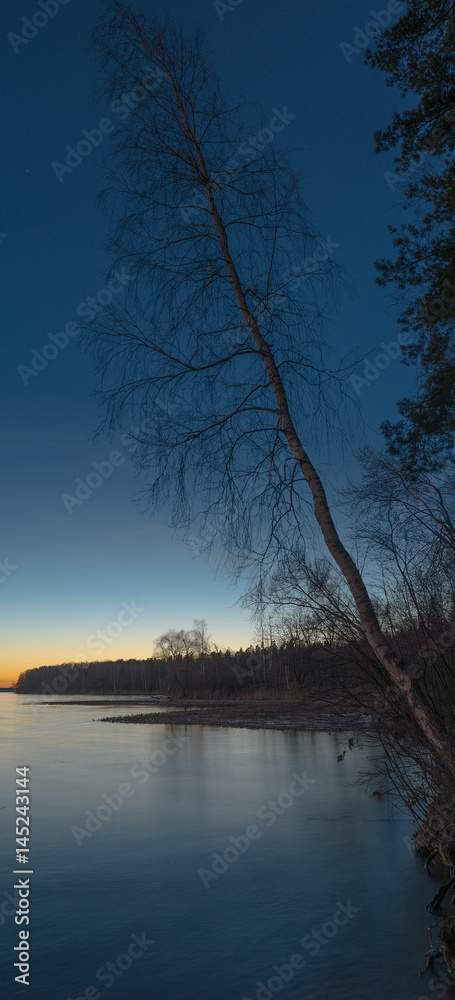 Dead Tree in Lake