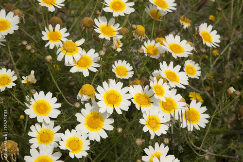 Roadside Daisies  Formentera  Balearic Islands