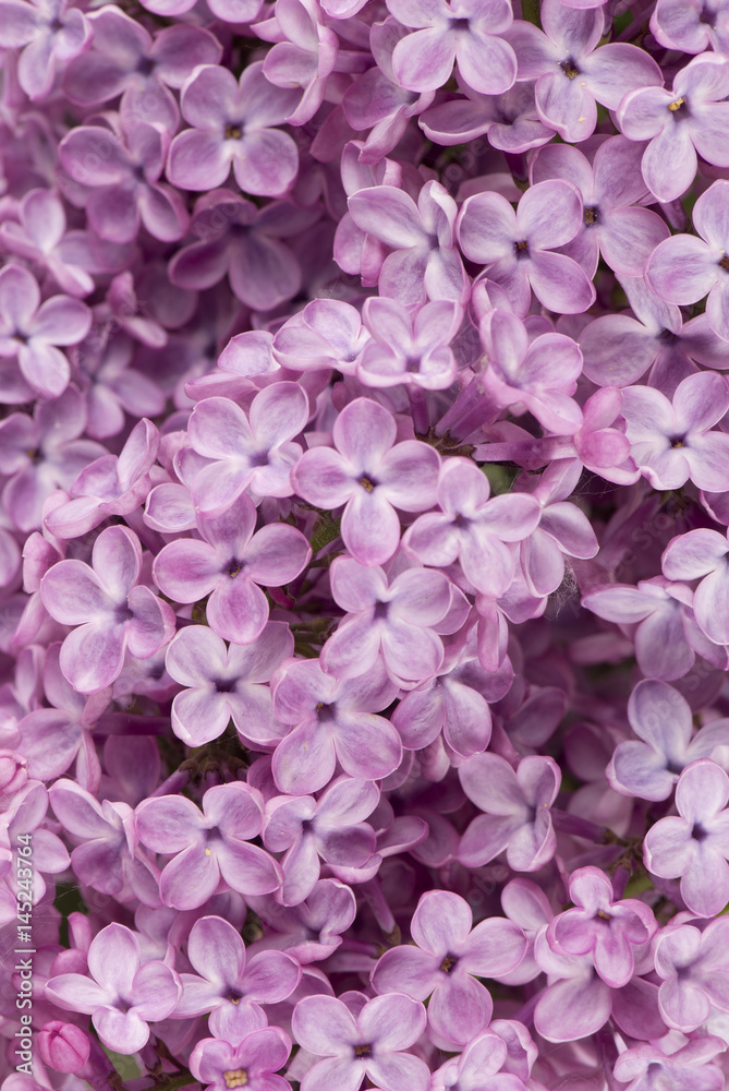 Background of lilac flowers pink close-up