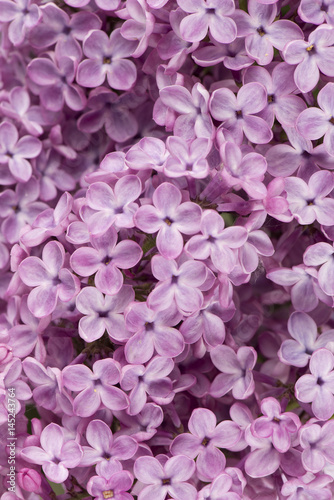 Background of lilac flowers pink close-up © eddystocker