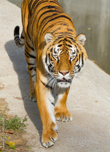 Portrait of Tigers