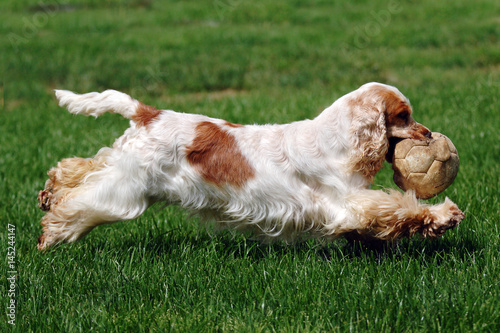 Foto Portrait of English Cocker spaniel dog
