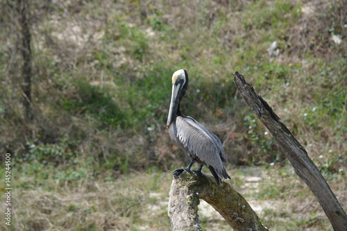 Brown pelican setting on a tree limb on the san Jacinto river © shaundarr