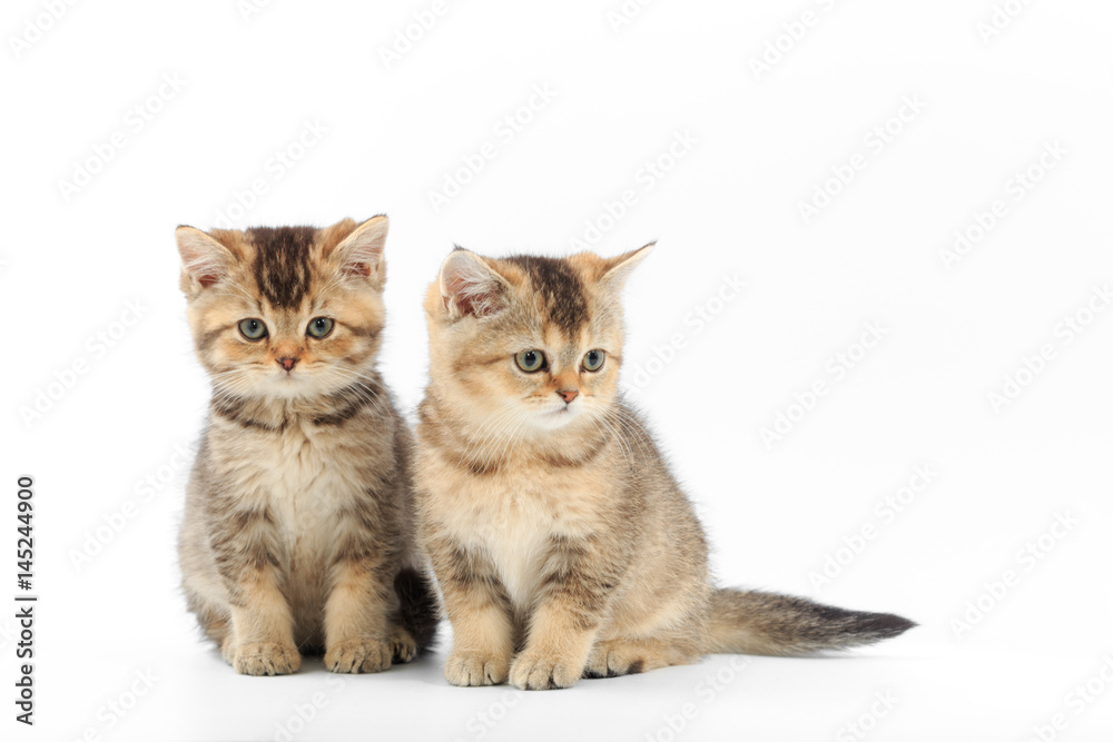 Fototapeta premium Little cute kitten striped on a white background