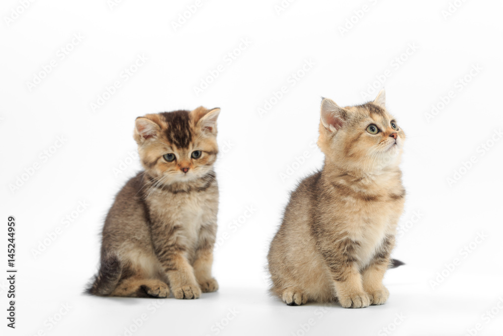 Fototapeta premium Little cute kitten striped on a white background
