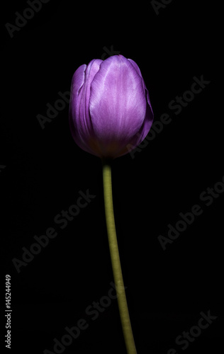 Close up photo of a purple colored tulip flower on its stem. Black background. Selective focus