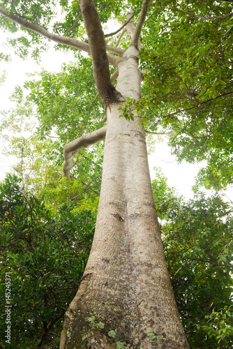 Towering fig tree surrounded by vegetation
