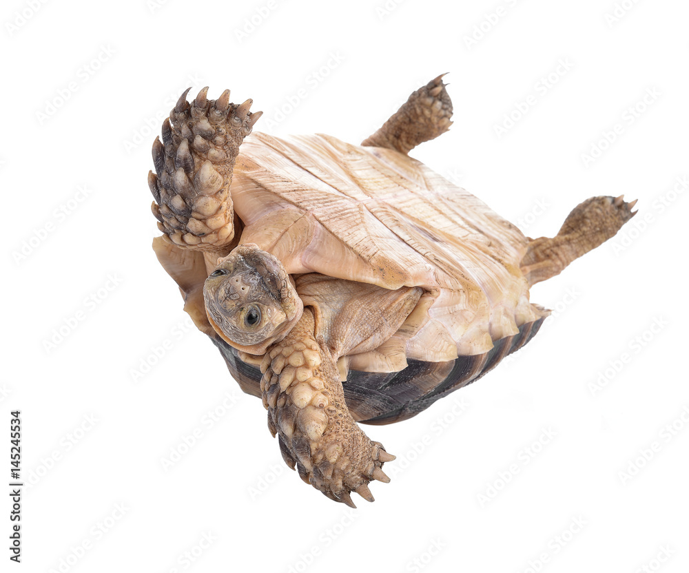 Turtles isolated on white