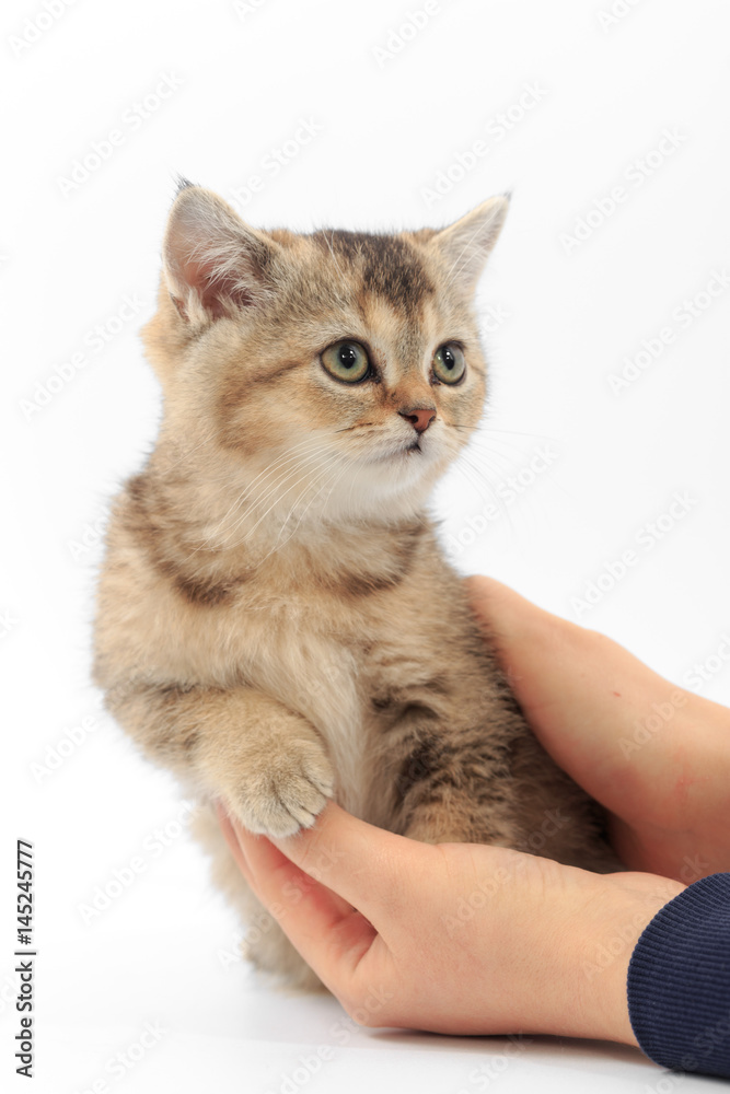 Little cute kitten striped in the hands of a man on a white background