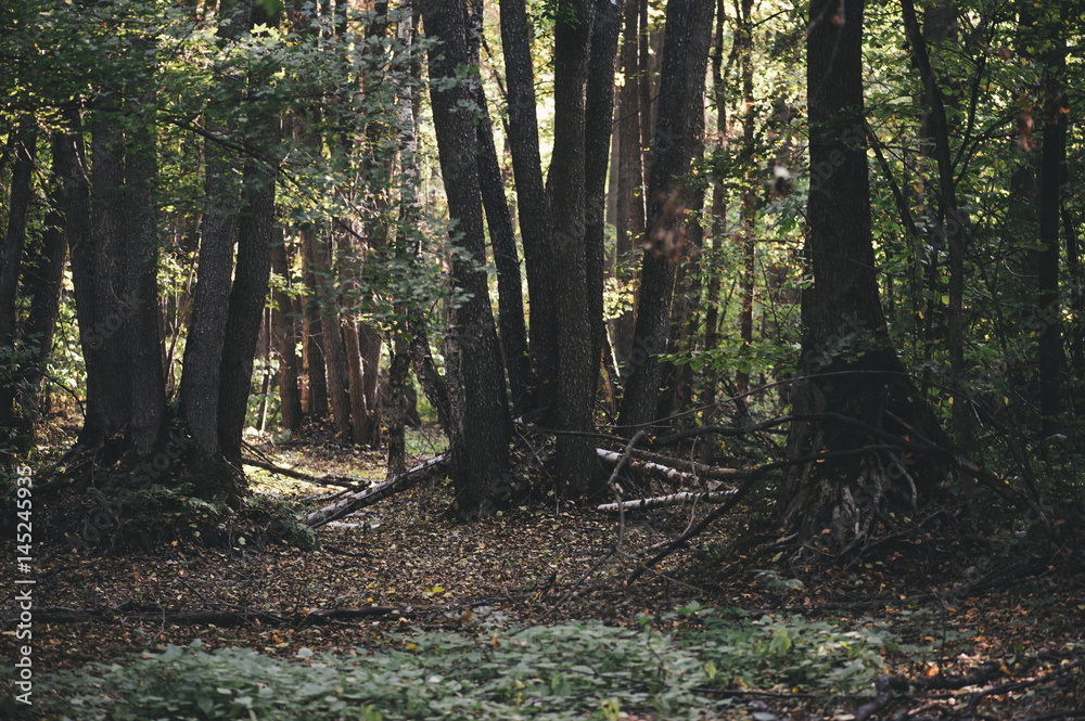 Mysterious dark sunset forest