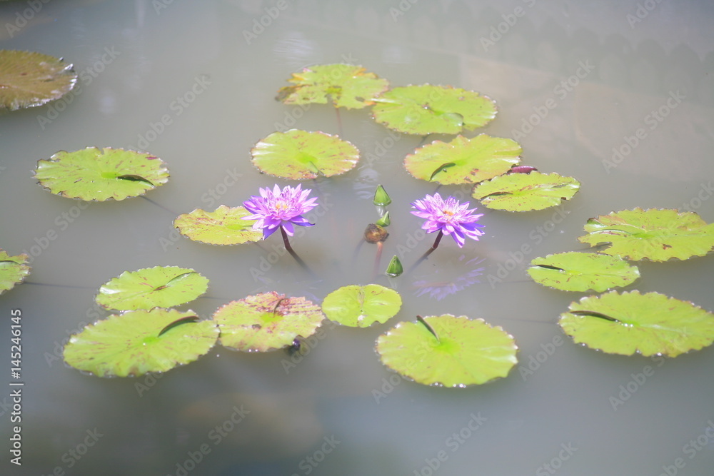 Purple lotus / water lily / Lotus pond Purple lotus / water lily / Lotus pond