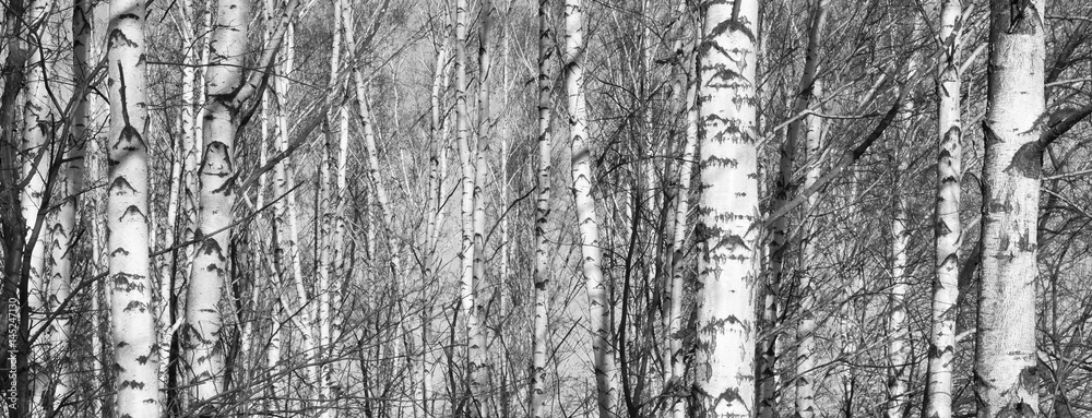 Obraz premium Beautiful landscape with birches. Black and white panorama with birches in retro style. Birch grove in autumn. The trunks of birch trees. Black and white panoramic photo of birch trunks.