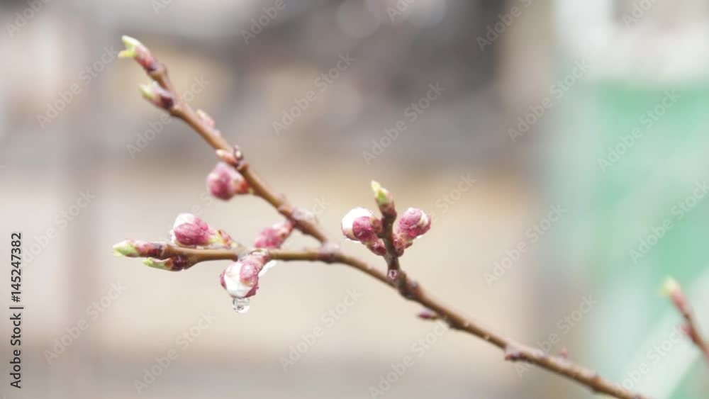 Spring apricot blossoms. apricot-tree flowers. Spring apricot blossoms. apricot-tree flowers.