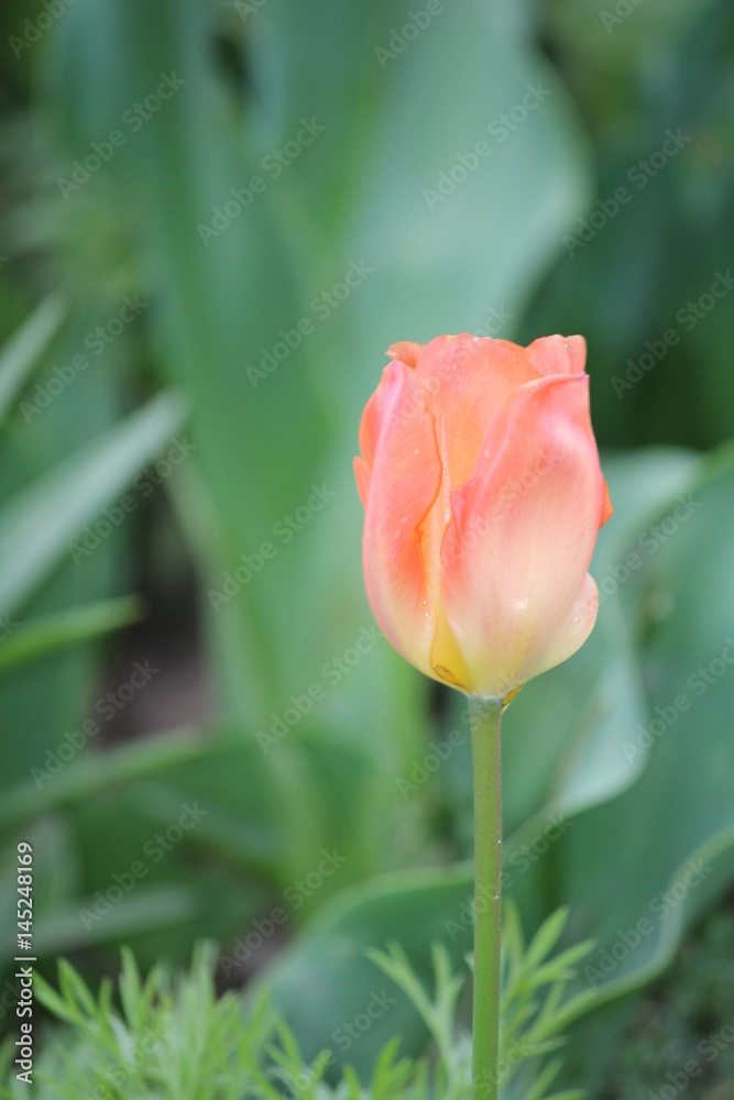 Fototapeta premium tulip