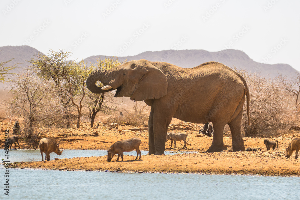 Naklejka premium Elephant