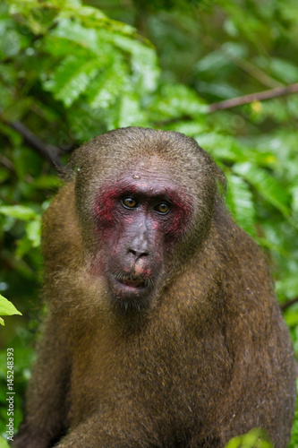 Close up red face of Stump-tailed Macaque monkey in the rainforest  Thailand