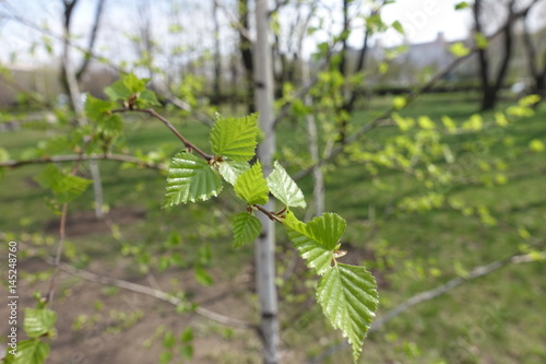 Spring leaves on small birch