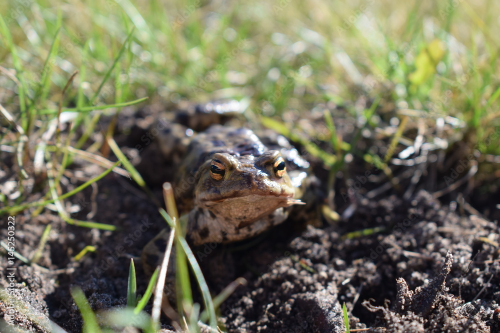 Obraz premium Toad