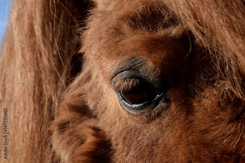 Eye of a pony