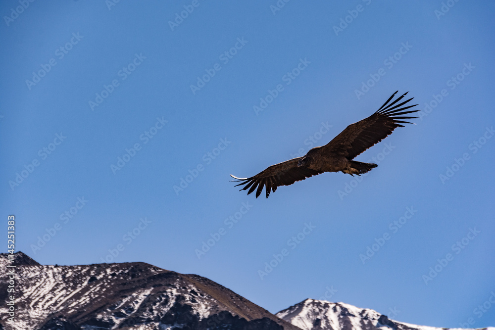 Fototapeta premium South American Condors In Flight 