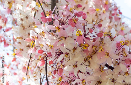 Pink shower tree,Cassia bakeriana