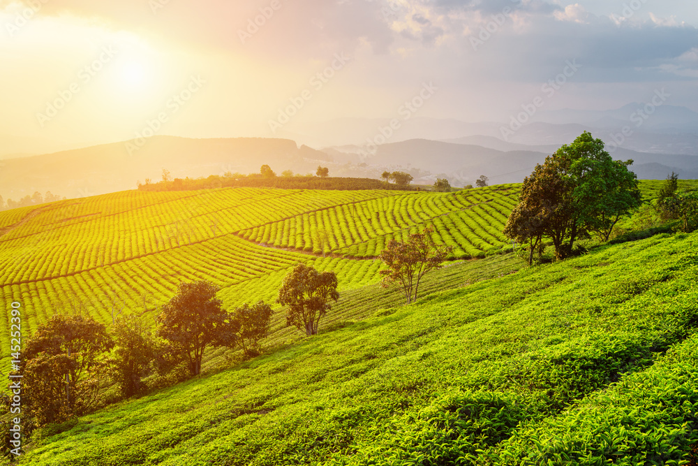 Amazing view of tea plantation. Scenic summer rural landscape Amazing view of tea plantation. Scenic summer rural landscape