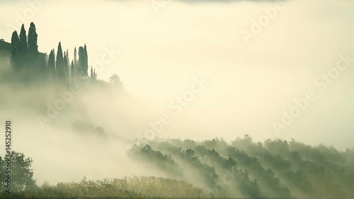 Fog Over the Vineyard in Tuscany