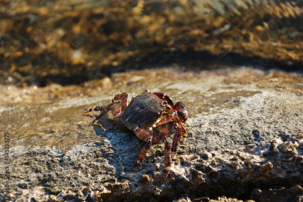 A small marine brown crab crawls over the stone A small marine brown crab crawls over the stone
