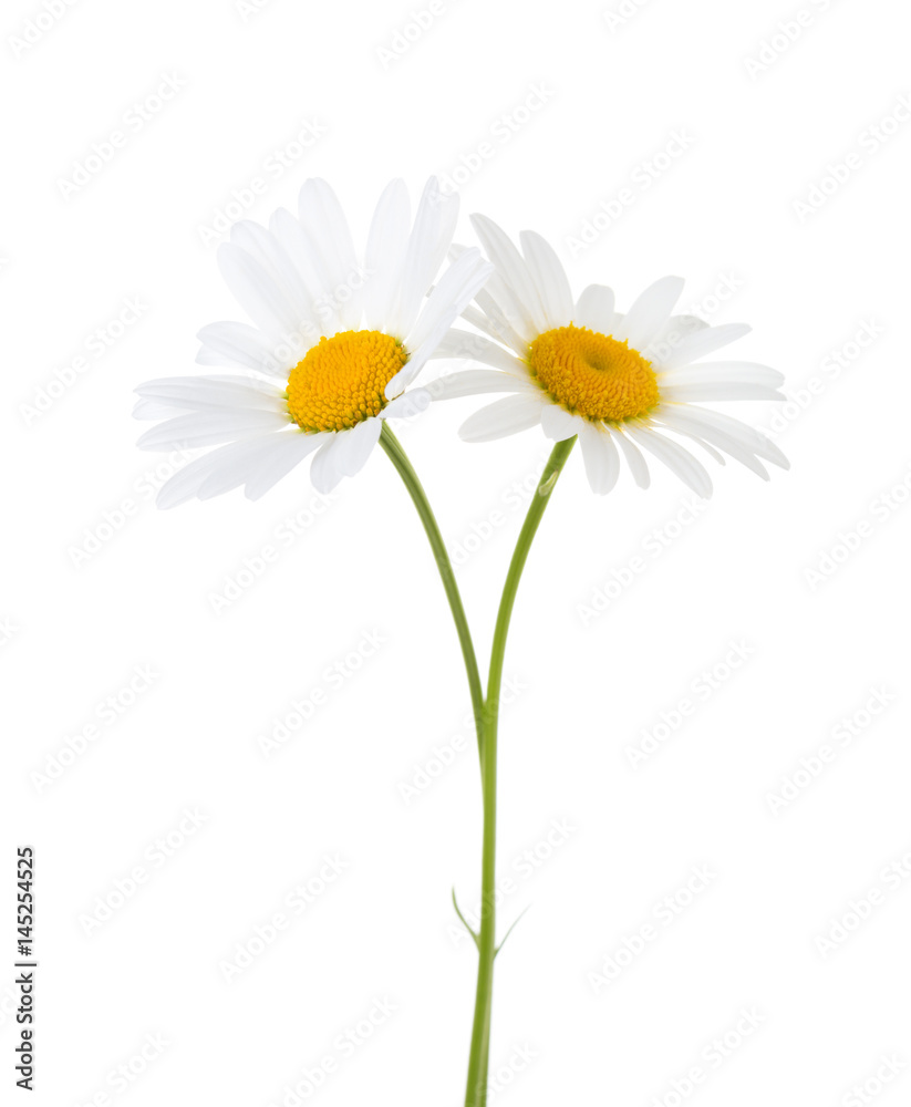 Obraz premium Two Chamomiles isolated on white background.