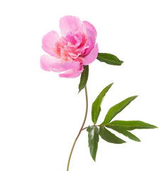 Papier peint photo Pivoines Pivoine rose pétales ouverts isolée  © Antonel