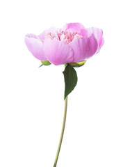 Papier peint photo Pivoines Pivoine rose isolée fond blanc pur  © Antonel