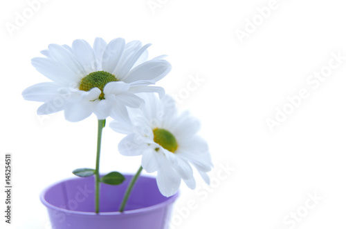 White spring daisies © Pixelbliss