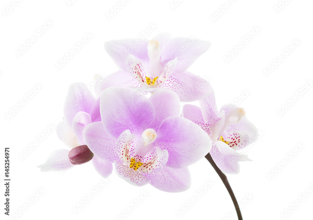 Light pink orchid isolated on white background. Light pink orchid isolated on white background.