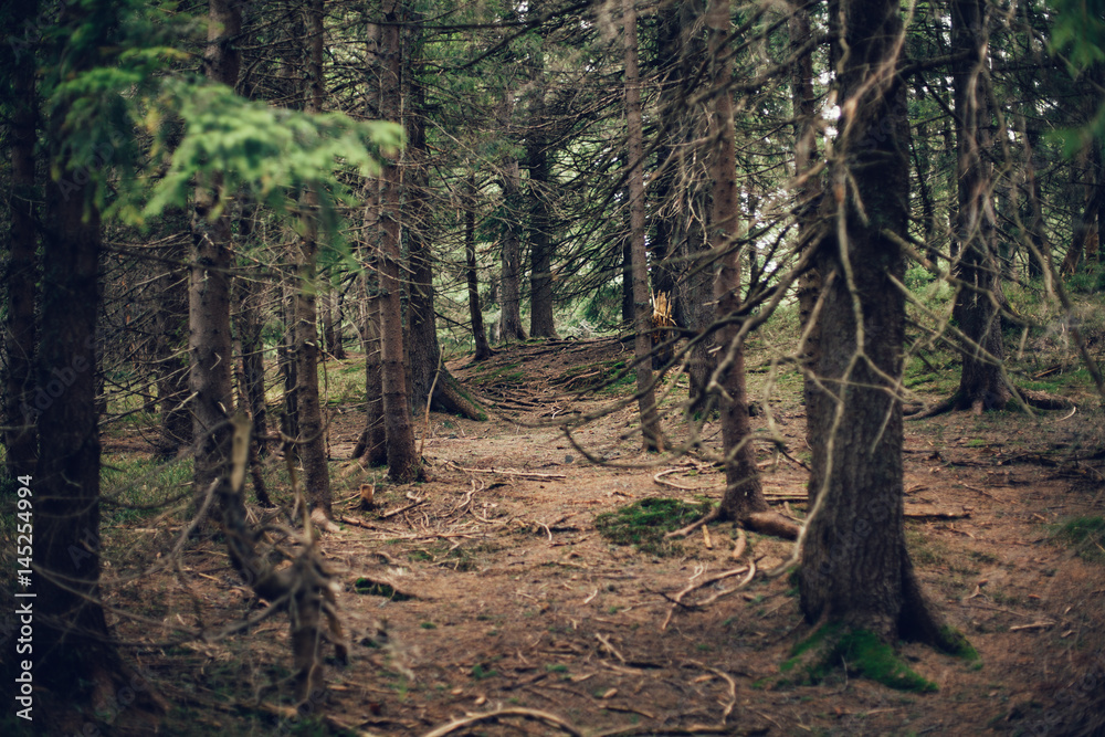 Obraz premium Forest of pine in the mountains