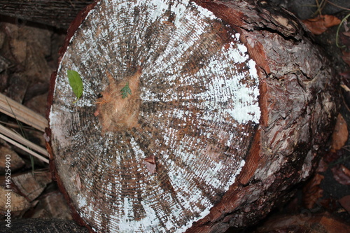 Holzstamm mit weißem Schimmelbefall zum Brennholz hacken