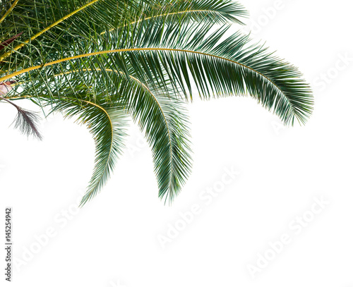 Isolated Palm Leaves on white background