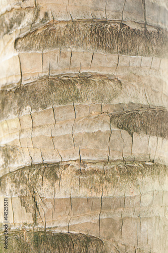 Brown coconut tree bark texture