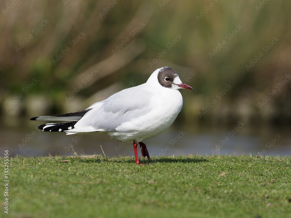 Fototapeta premium Black-headed gull, Larus ridibundus