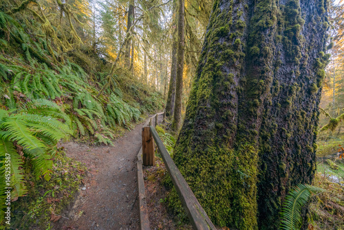 Hall of Mosses Trail is the most beautiful in Hoh Rain Forest. The Olympic Peninsula is home for gorgeous rain forests. Olympic National Park, Washington state, USA