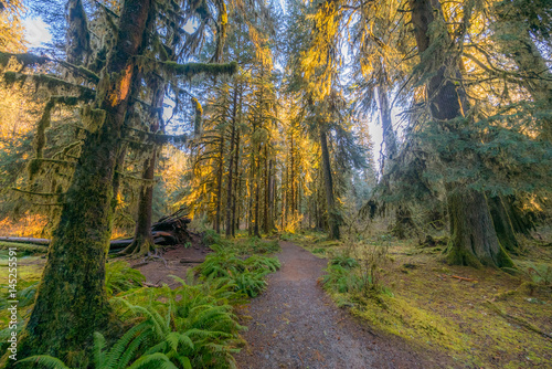 Hoh Rain Forest in Olympic Peninsula with sun shining through the trees. Hoh Rain Forest  Olympic National Park  Washington state  USA